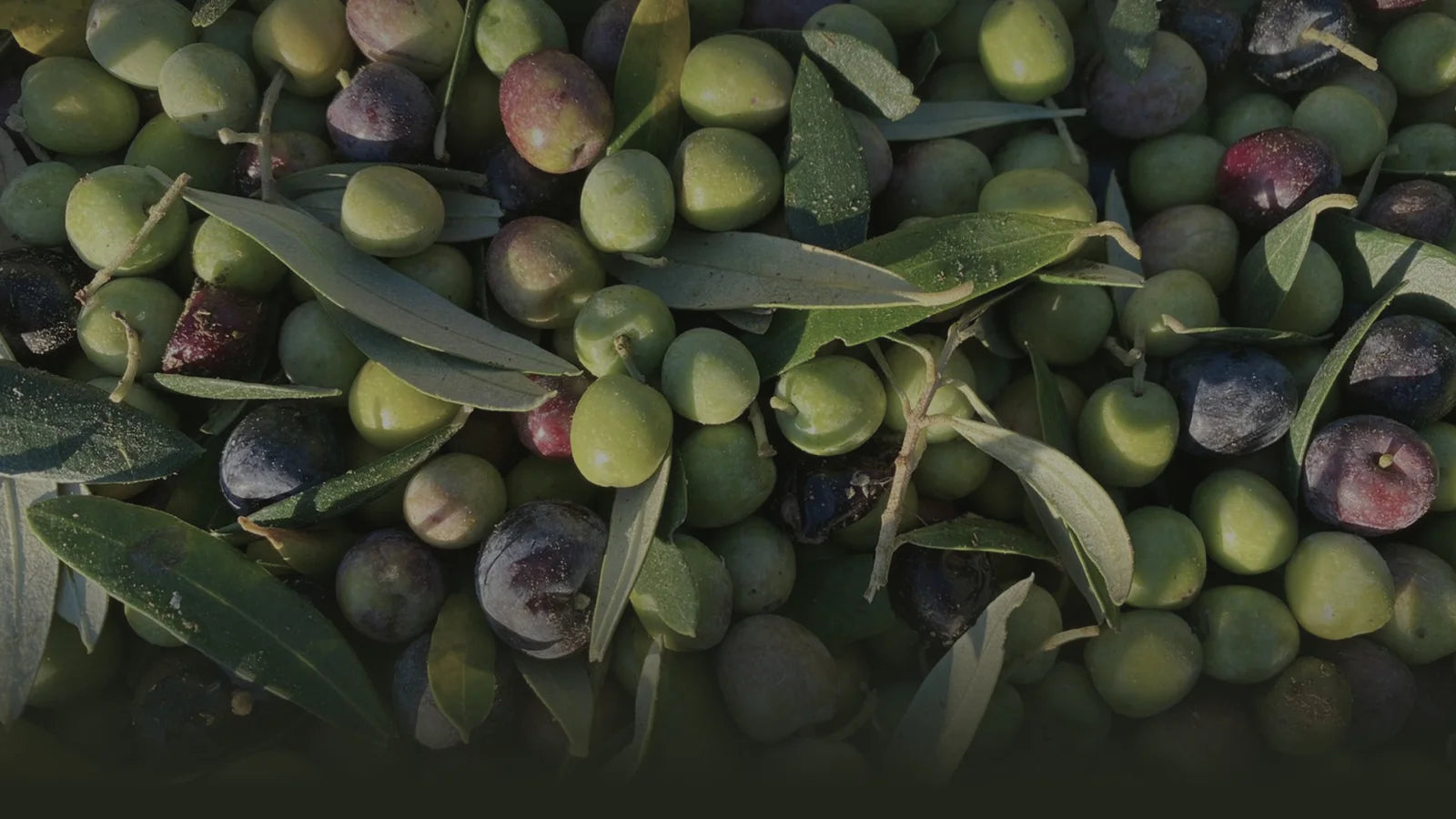 Amboli - 100% Natural Extra Virgin Olive Oil